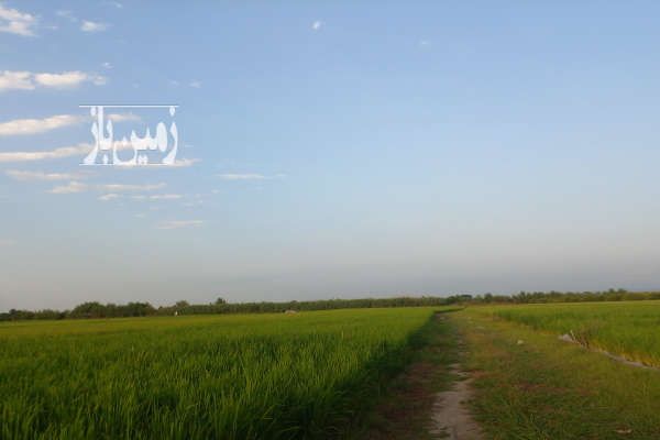 فروش زمین در بابل روستای هتکه پشت-1