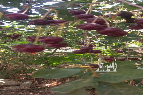 زمین کشاورزی مجهز به سیستم آب قطره ای در روستای امیریه-1