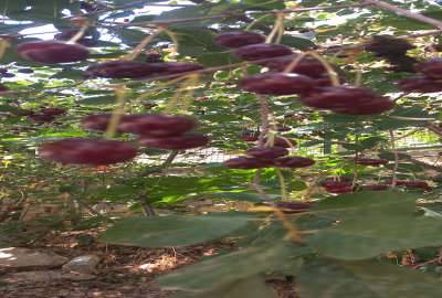 زمین کشاورزی مجهز به سیستم آب قطره ای در روستای امیریه