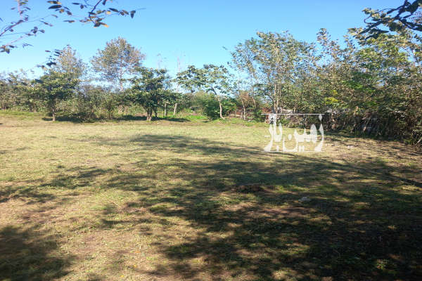 فروش ۱۰۰۰ متر خشکبیجار روستای ویشکا-1