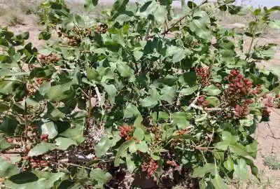 باغ پسته بایک ساعت آب چاه موتور عمیق