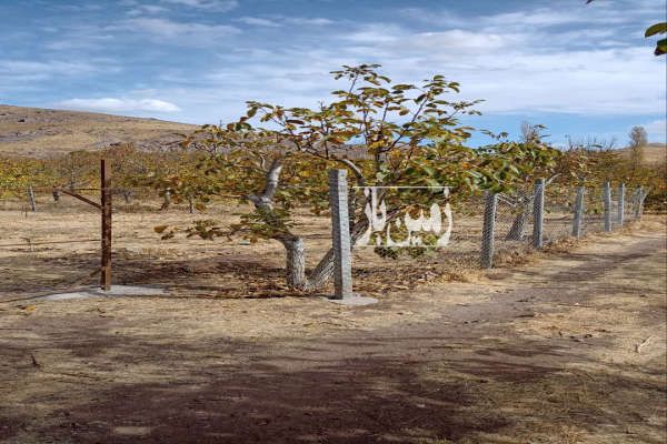 باغ هزار متری شمال غرب قزوین نرسیده به روستای بادمجین-4