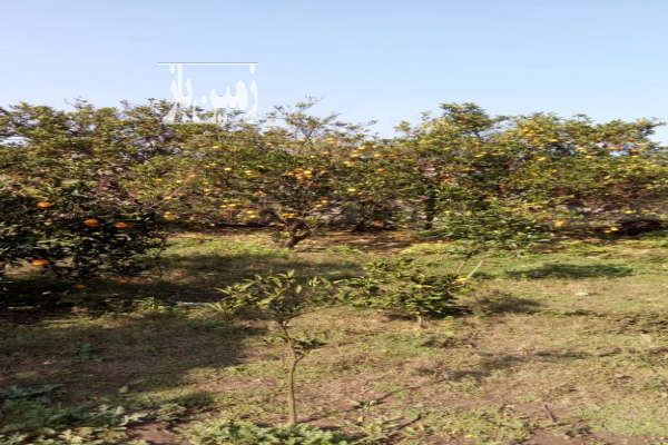 فروش زمین امامزاده عباس ساری-2