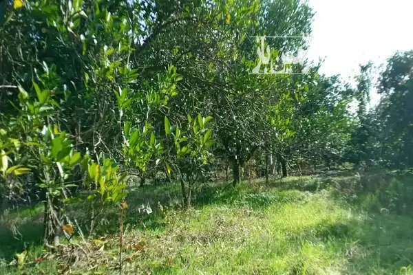 زمین باغی واقع در روستای باغدشت - تصویر 3