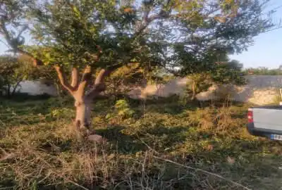 سیصد متر زمین جاده دریا ساری روستای سیدآباد