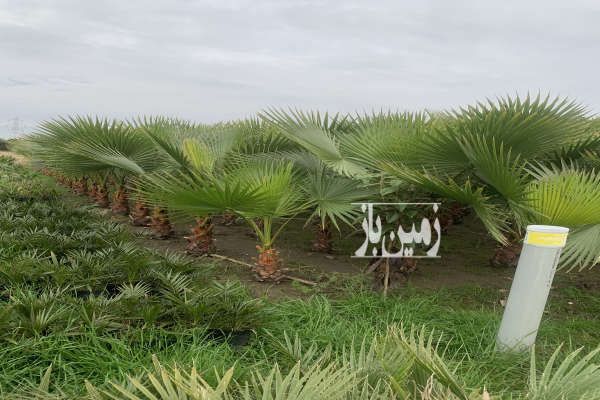 فروش ۱۹۱ متر زمین واقع در روستای دریکنده-1