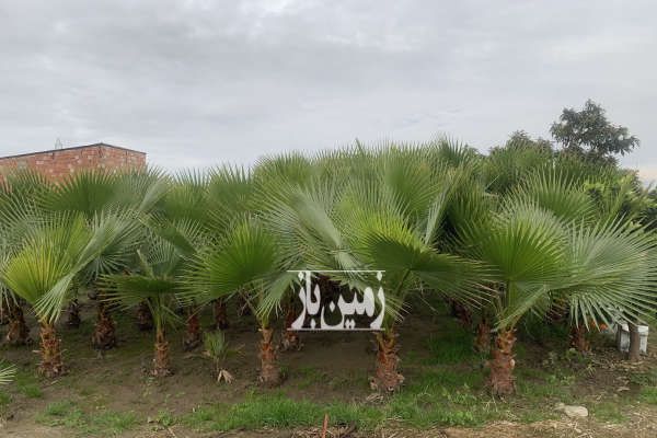 فروش ۱۹۱ متر زمین واقع در روستای دریکنده-4