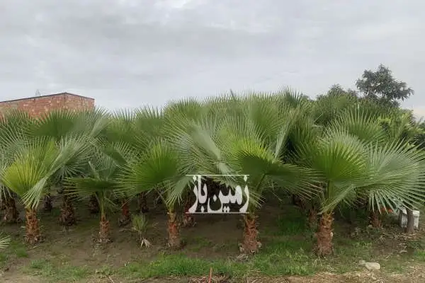 فروش ۱۹۱ متر زمین واقع در روستای دریکنده - تصویر 4