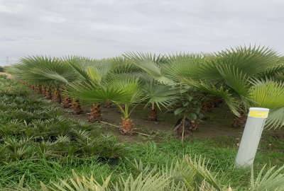 فروش ۱۹۱ متر زمین واقع در روستای دریکنده