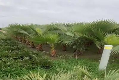 فروش ۱۹۱ متر زمین واقع در روستای دریکنده