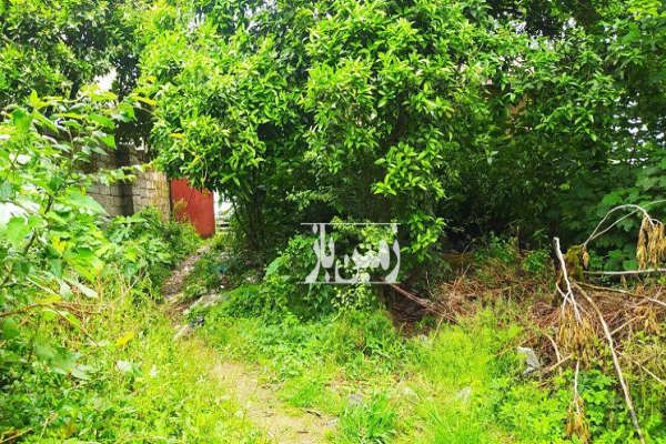 زمین و خانه مسکونی قدیمی با محوطه باغ درختان میوه در دیوشل-1
