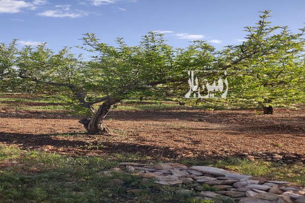 زمین باغ شهری شمال کودیان ۱۰۰۰ متر-1