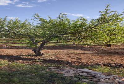 زمین باغ شهری شمال کودیان ۱۰۰۰ متر