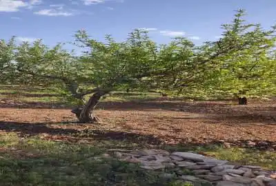 زمین باغ شهری شمال کودیان ۱۰۰۰ متر