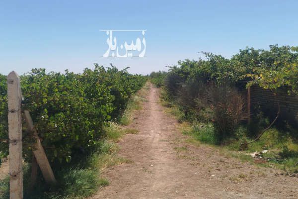 باغ انگور ۷۵۸۰ متر داربستی ۷ ساله-3