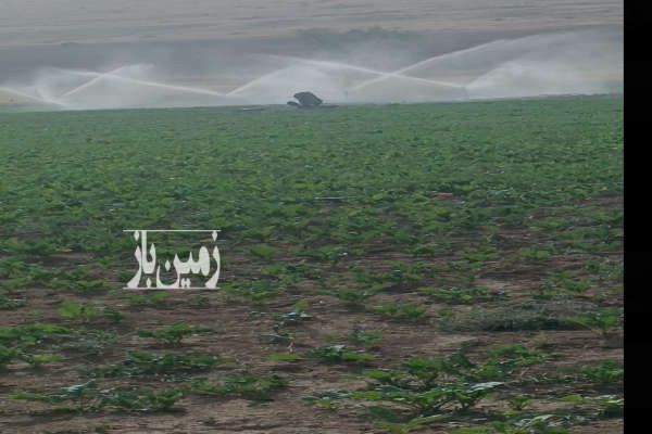 زمین کشاورزی ابی اب بارانی تکمیل با همه امکانات-1