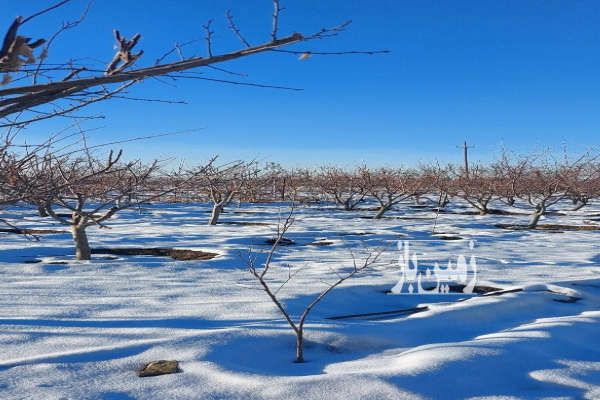 فروش ۴۵۰۰ باغ فنس کشی بخش مرکزی جاده همدان بیجار-3