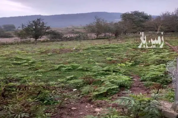 زمین در سوادکوه زیراب روستایی لاجیم - تصویر 3