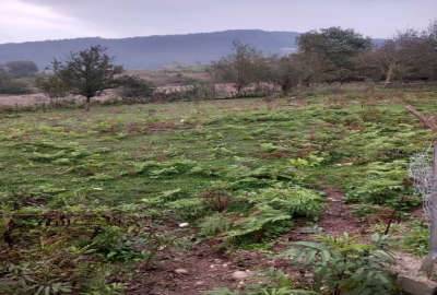 زمین در سوادکوه زیراب روستایی لاجیم