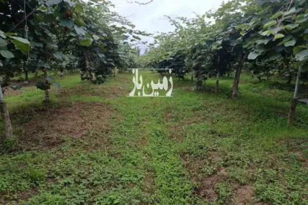 زمین در تنکابن واچک ۳۰۰ متر - تصویر 2