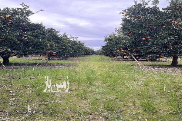 باغ مرکبات پرتقال تامسون واقع در تازه آباد بابلسر-2