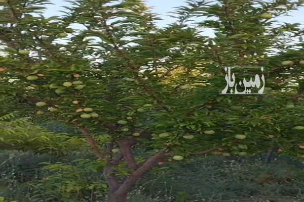 زمین با اب مدارو درختان میوه دار-2