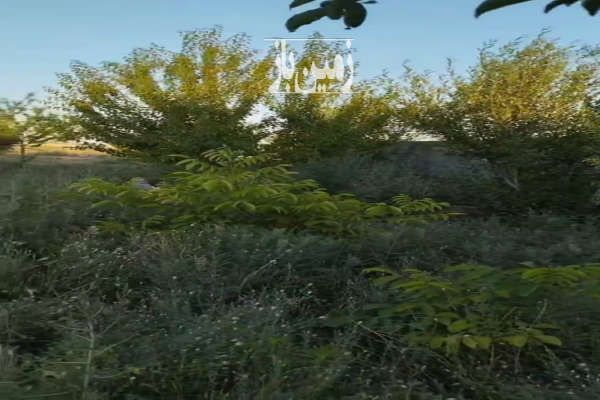 زمین با اب مدارو درختان میوه دار-3