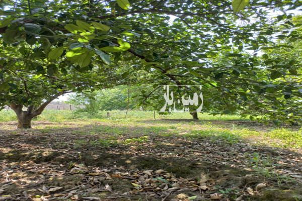باغ مرکبات پرتقال نارنگی سورک ۱۰ کیلومتری شهر ساری-1