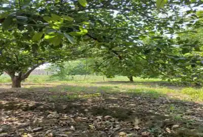 باغ مرکبات پرتقال نارنگی سورک ۱۰ کیلومتری شهر ساری