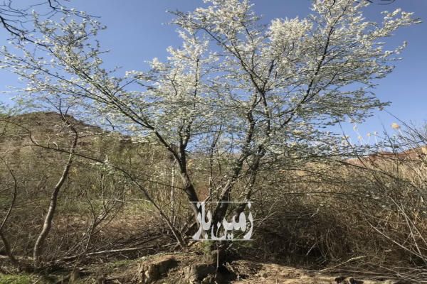 فروش یک قطعه زمین بین دماوند و فیروزکوه در روستای مشهد-3