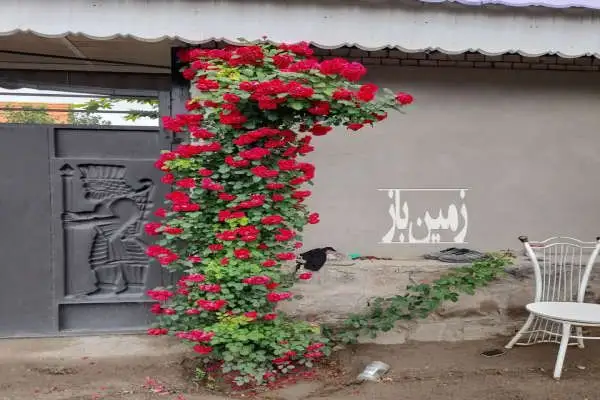 زمین حاشیه جاده قدیم بعد از عکسریه روستای شاهین قلعه - تصویر 4