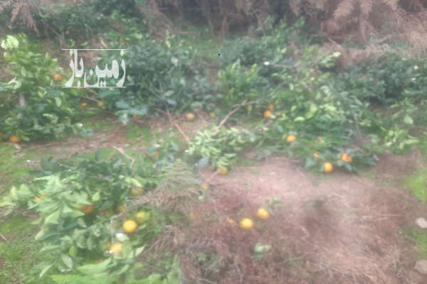 زمین ارتفاعات چماچا گردشگری ۱۱۰۴متر-1