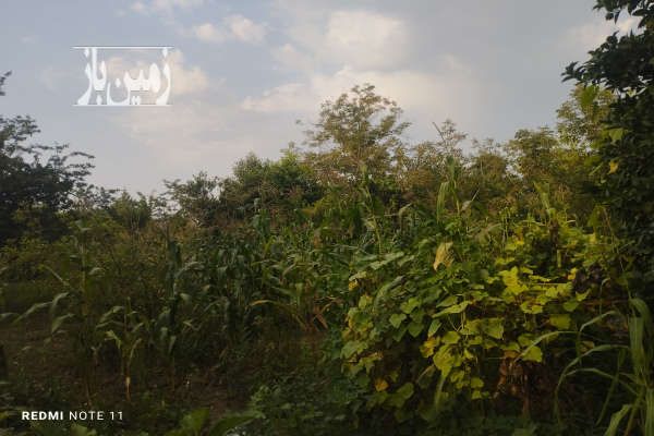 زمین ۲۵۰ متری در روستای بالا محله کچلام-1
