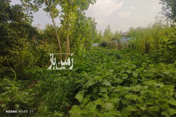 زمین ۲۵۰ متری در روستای بالا محله کچلام-3