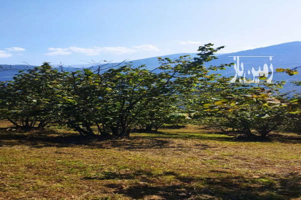 زمین چهار هزار متری با جواز ساخت اشکورات روستای لیماچال-4