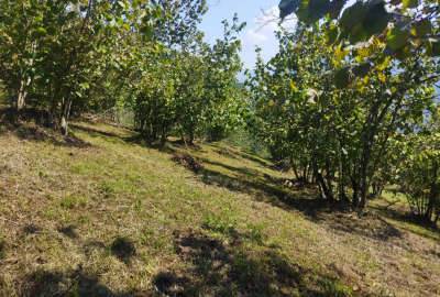 زمین چهار هزار متری با جواز ساخت اشکورات روستای لیماچال