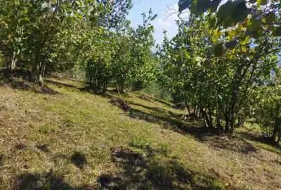 زمین چهار هزار متری با جواز ساخت اشکورات روستای لیماچال