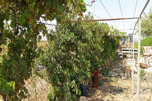 فروش زمین کشاورزی و استخر پرورش ماهی ۱۸۰۰۰ متر-4