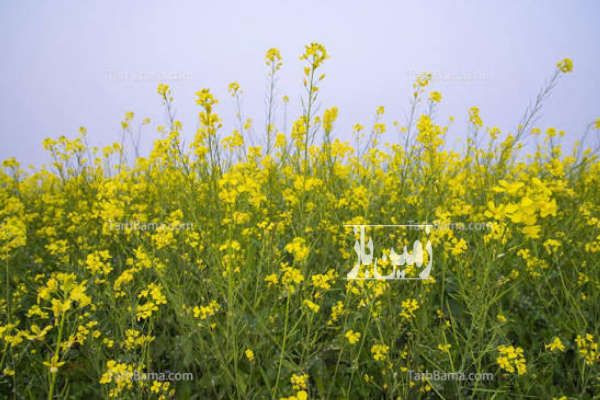 فروش زمین کشاورزی با خاک و آب رسانی کامل بین پلدشت و شیلو-1