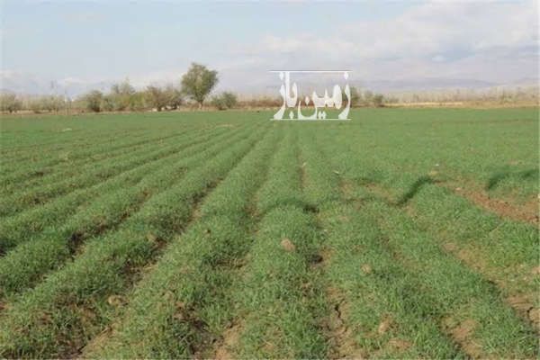 فروش زمین کشاورزی با خاک و آب رسانی کامل بین پلدشت و شیلو-2