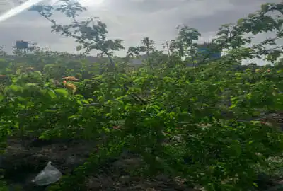 باغچه لوله کشی شده برای آبیاری ۱۱۶۰ متر