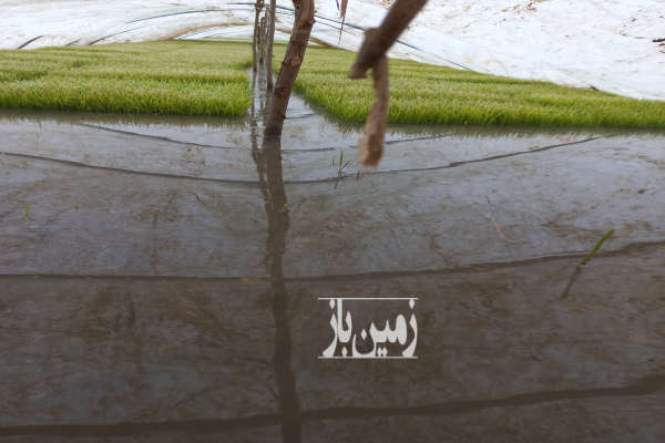 فروش زمین کشاورزی برنج مکانیزه جاده شلمان به املش روستای علی آباد-2