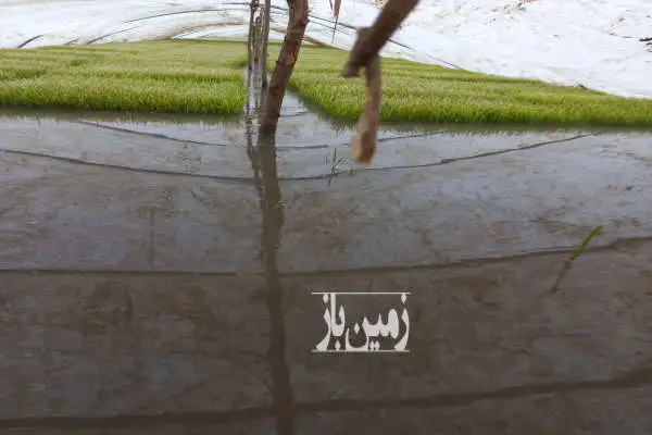 فروش زمین کشاورزی برنج مکانیزه جاده شلمان به املش روستای علی آباد - تصویر 2