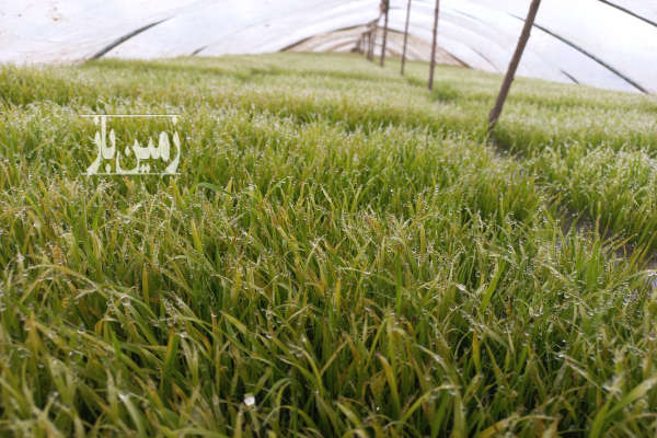 فروش زمین کشاورزی برنج مکانیزه جاده شلمان به املش روستای علی آباد-4