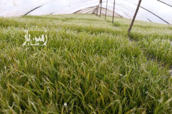 فروش زمین کشاورزی برنج مکانیزه جاده شلمان به املش روستای علی آباد - تصویر 4