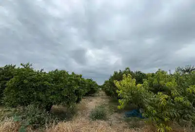 باغ مرکبات داخل بافت روستایی ۲۵۰۰ متر
