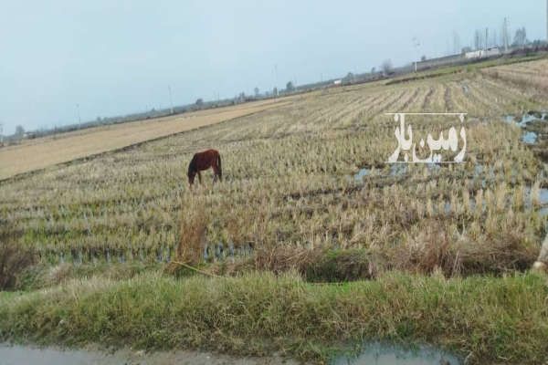 زمینی بصورت باغی در آمل روستای تجنک ۱۶۰۰ متر-1