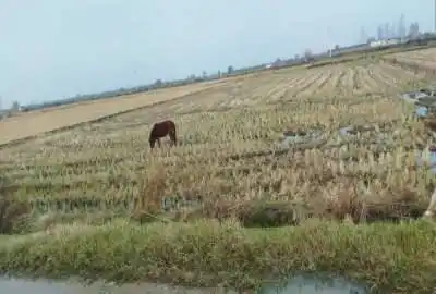 زمینی بصورت باغی در آمل روستای تجنک ۱۶۰۰ متر