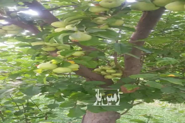یک قطعه باغچه ۵۰۰ متری جاده فیروزکوه روستای هرانده - تصویر 2