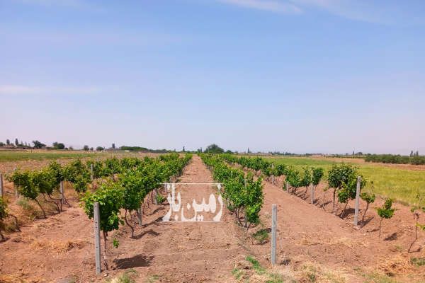 باغ انگور در شهرستان جغتای روستای زور صدرا ۴۰۰۰ متر-1